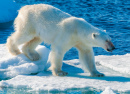 Polar Bear Walking on Ice, Norway