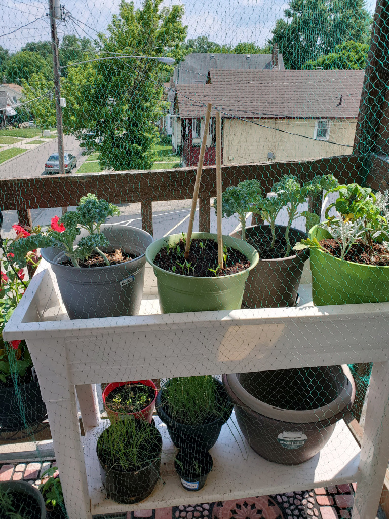 20200706_153752 jigsaw puzzle in Carol Stone puzzles on TheJigsawPuzzles.com