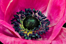 Macro of a Pink Anemone Flower