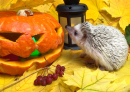 Halloween Jack-o'-Lantern and Little Hedgehog