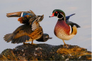 Courting Wood Ducks