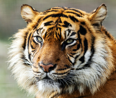 Portrait of a Tiger in the Forest jigsaw puzzle in Animals puzzles on ...