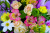 Alstroemeria, Roses and Chrysanthemum Flowers