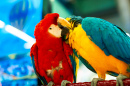 Parrots in Shopping Center