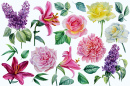 Watercolor Botanical Illustration