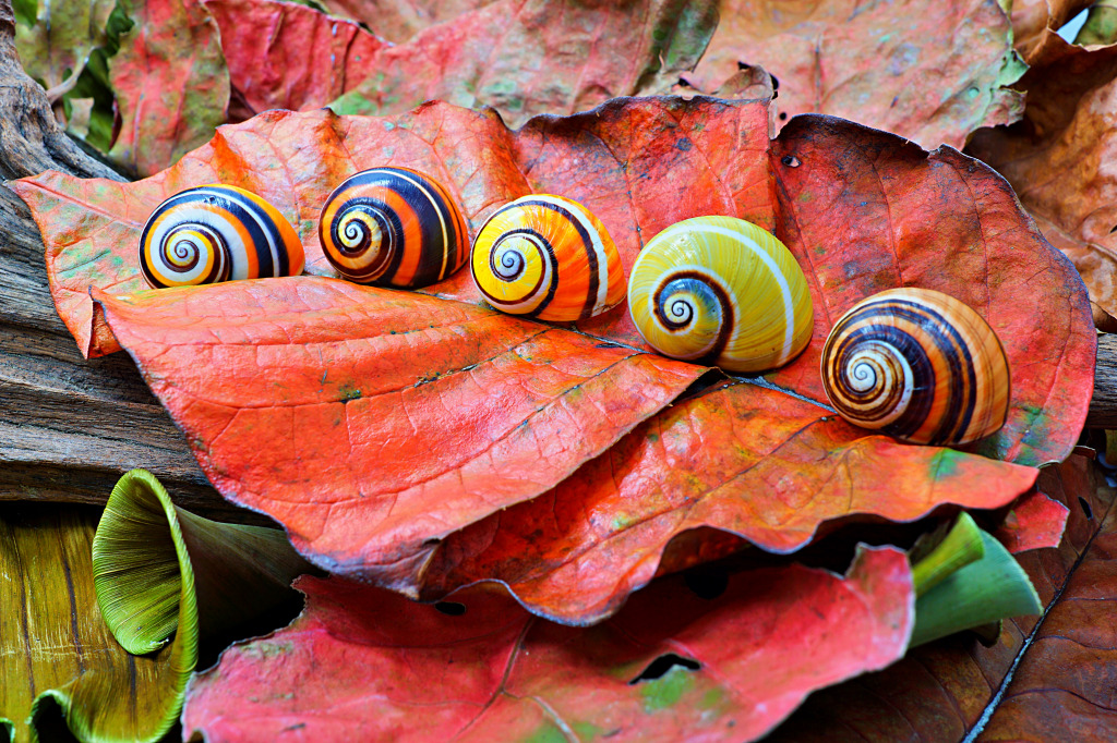 Cuban Painted Snails jigsaw puzzle in Macro puzzles on TheJigsawPuzzles.com