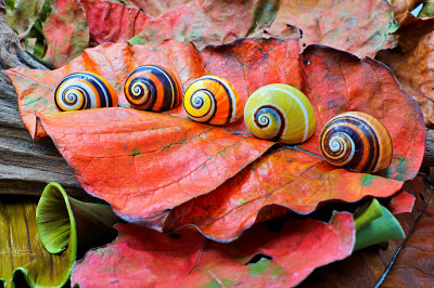 Cuban Painted Snails Jigsaw Puzzle In Macro Puzzles On TheJigsawPuzzles Com   Cuban Painted Snails