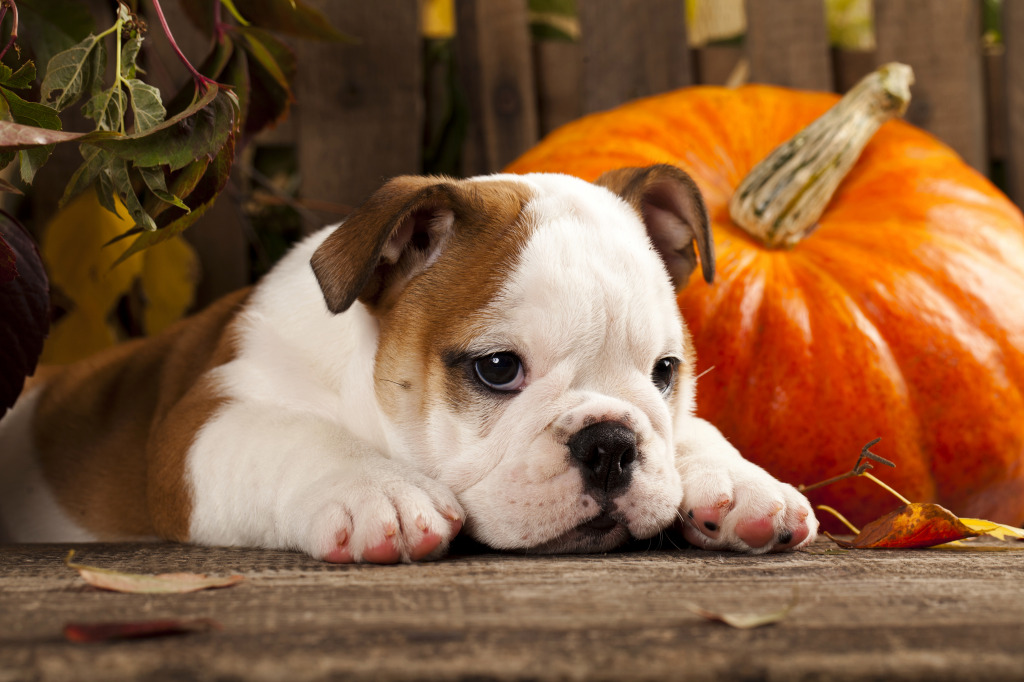 English Bulldog and a Pumpkin jigsaw puzzle in Animals puzzles on TheJigsawPuzzles.com