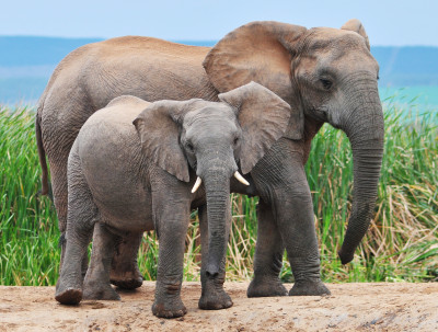 African Elephant And Calf Jigsaw Puzzle In Animals Puzzles On 