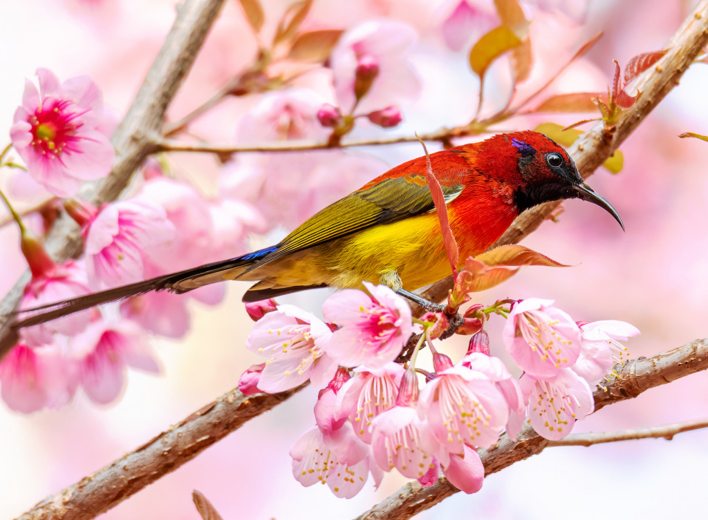 Colorful Sunbird on a Blooming Cherry Tree jigsaw puzzle in Animals puzzles on TheJigsawPuzzles.com