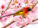 Colorful Sunbird on a Blooming Cherry Tree