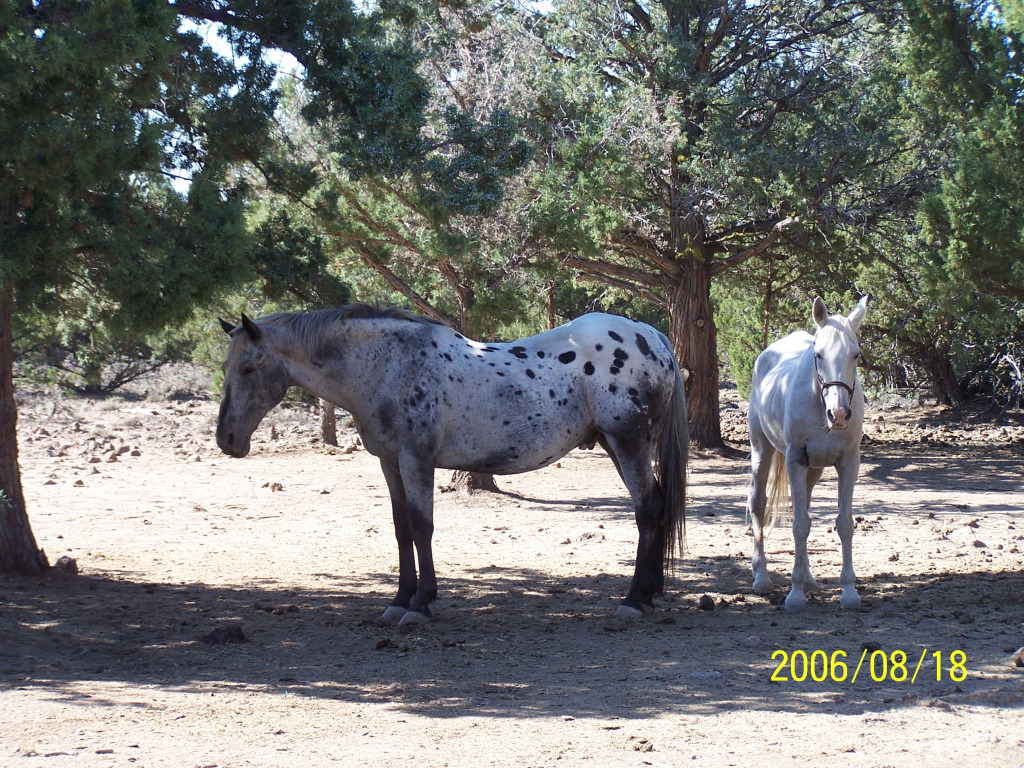 Ace81806 jigsaw puzzle in Clarice Rinard puzzles on TheJigsawPuzzles.com