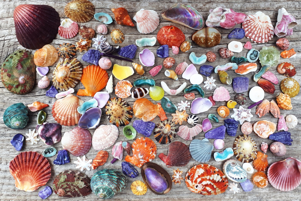 Colorful Seashells jigsaw puzzle in Under the Sea puzzles on TheJigsawPuzzles.com