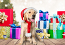 Cute Dog and Christmas Presents
