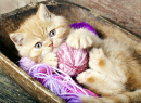 Kitten Playing with Wool Yarn