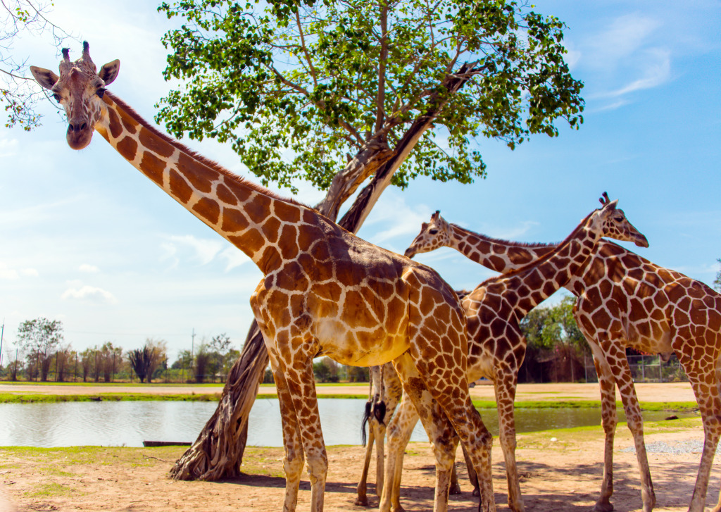 Giraffes in the Safari Park jigsaw puzzle in Animals puzzles on TheJigsawPuzzles.com