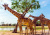 Giraffes in the Safari Park