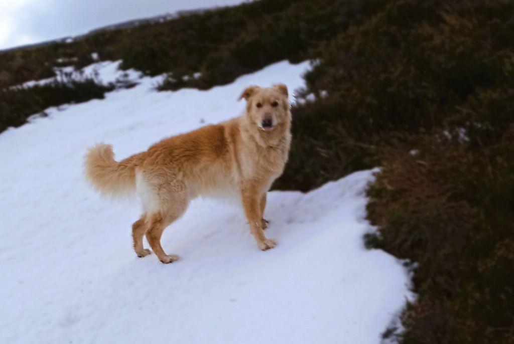 2023 Dec Toby's first snow this winter jigsaw puzzle in Ian Hamilton puzzles on TheJigsawPuzzles.com