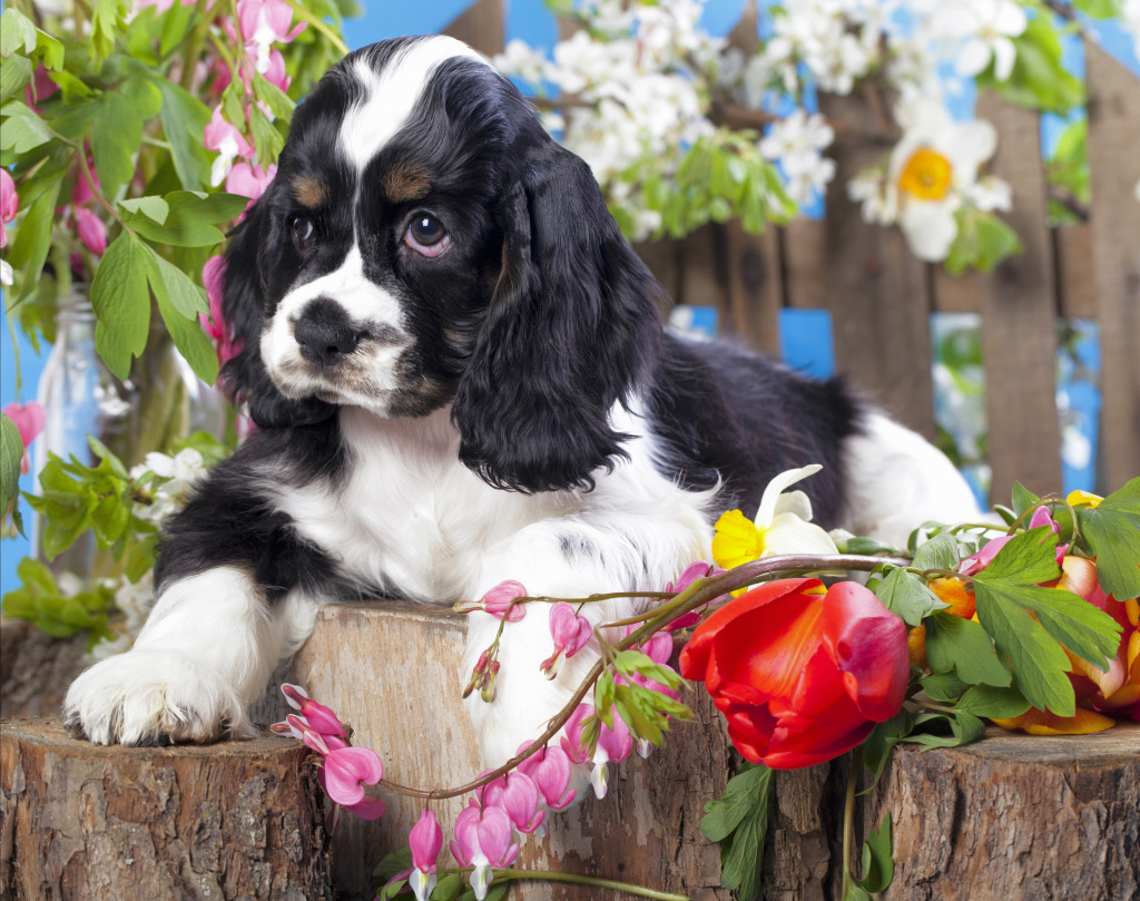 American Cocker Spaniel Puppy and Flowers jigsaw puzzle in Animals puzzles on TheJigsawPuzzles.com