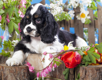 American Cocker Spaniel Puppy and Flowers jigsaw puzzle in Animals ...