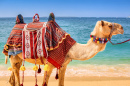 Decorated Camel on the Beach