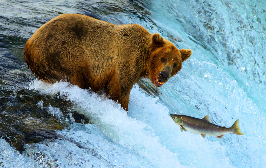 Urso Grizzly capturando salmão em uma cachoeira jigsaw puzzle in Animais puzzles on TheJigsawPuzzles.com