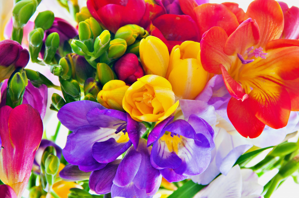 Colorful Freesia Bouquet jigsaw puzzle in Flowers puzzles on TheJigsawPuzzles.com