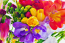 Colorful Freesia Bouquet