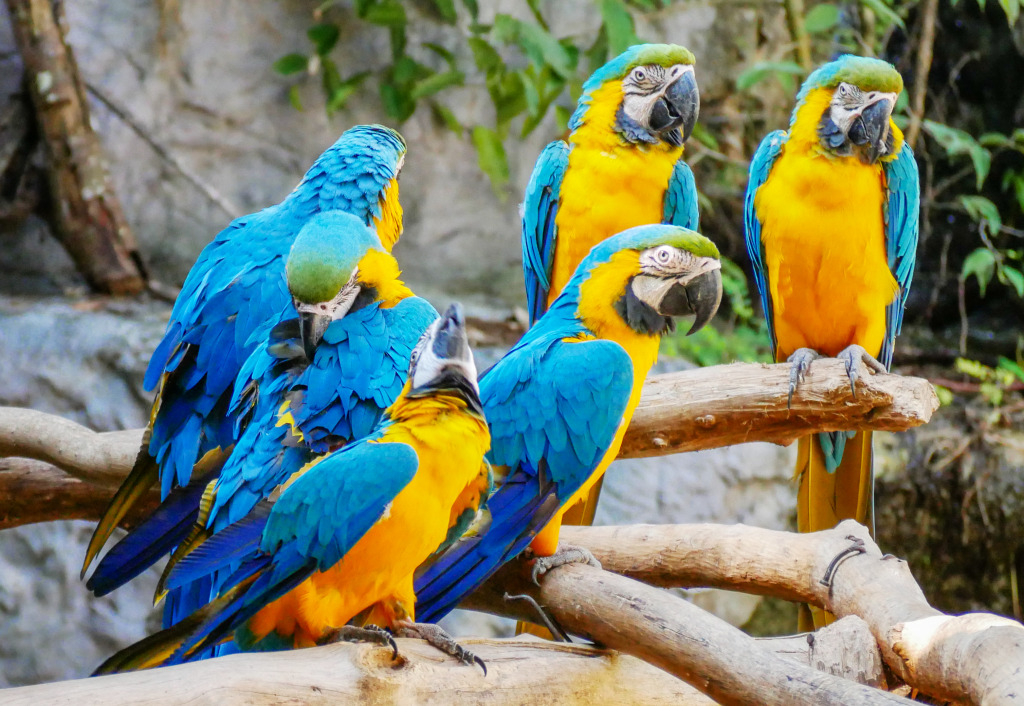 Blue Macaw Birds in the Park jigsaw puzzle in Animals puzzles on TheJigsawPuzzles.com