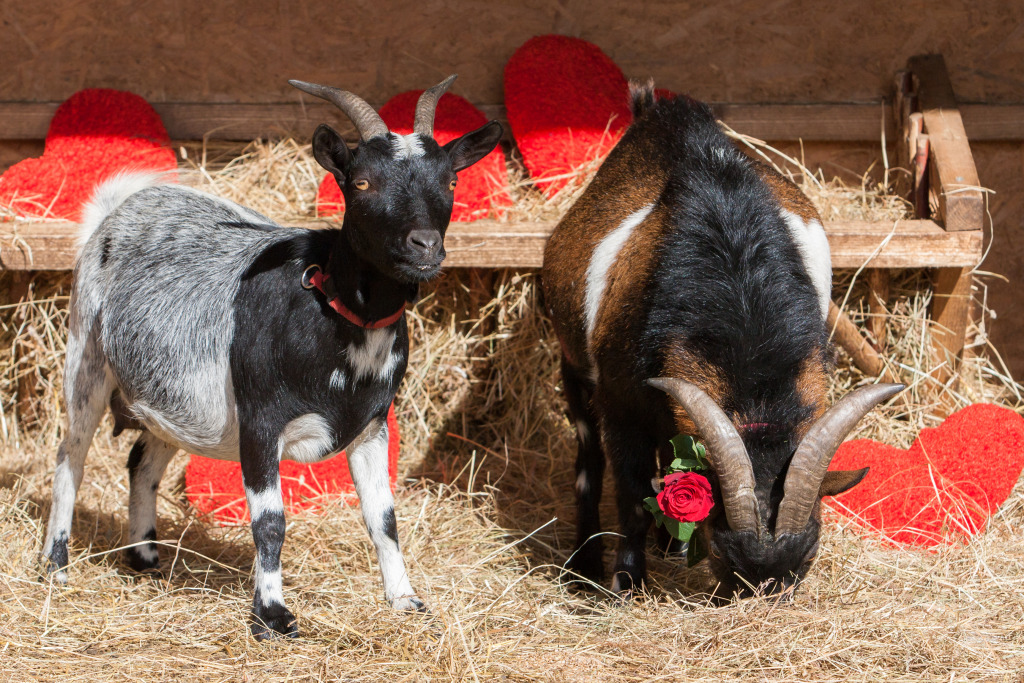 Two Lovely Goats jigsaw puzzle in Animals puzzles on TheJigsawPuzzles.com