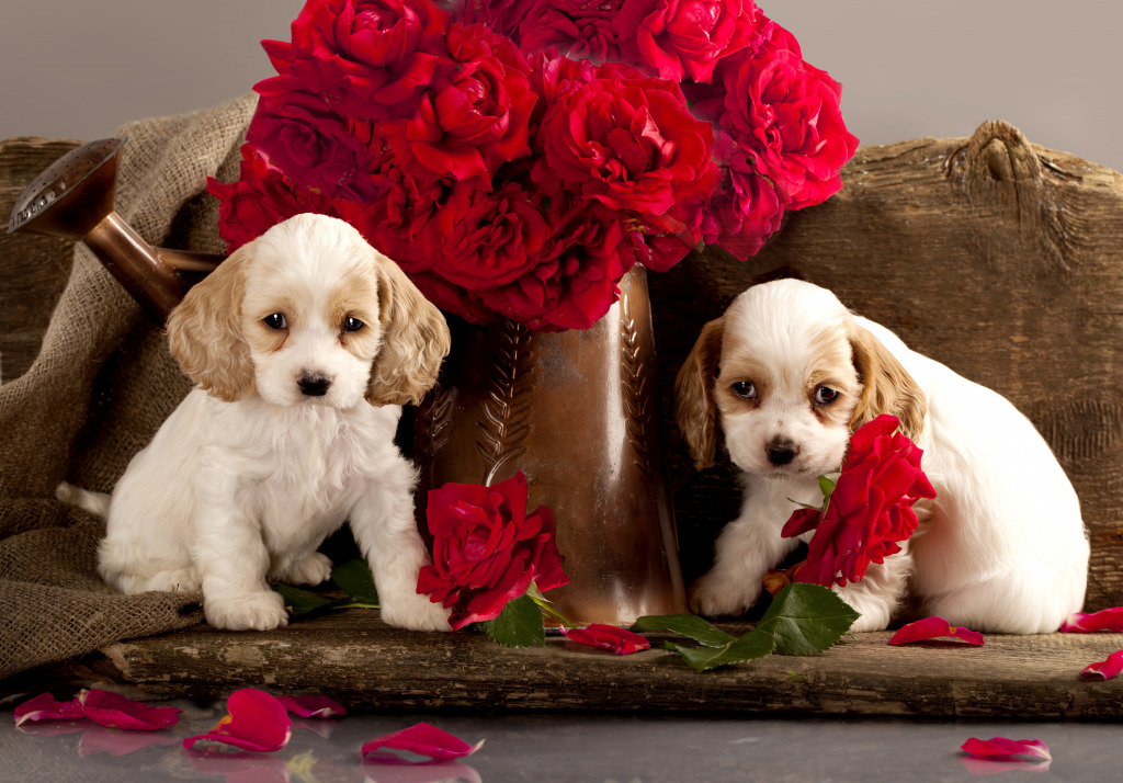 Cocker Spaniel Welpen und rote Rosen jigsaw puzzle in Valentinstag puzzles on TheJigsawPuzzles.com