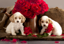 Cocker Spaniel Puppies and Red Roses