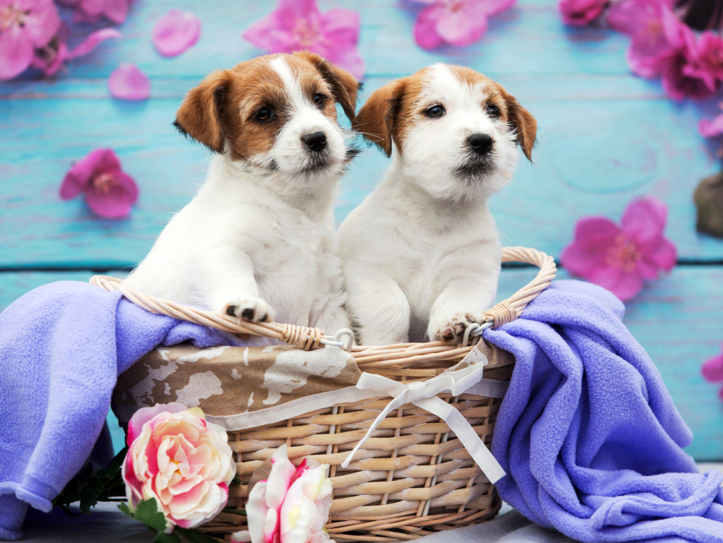 Jack Russell Terrier Dogs in a Basket jigsaw puzzle in Puzzle of the Day puzzles on TheJigsawPuzzles.com