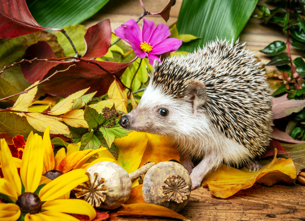 African Pygmy Hedgehog jigsaw puzzle in Puzzle of the Day puzzles on TheJigsawPuzzles.com