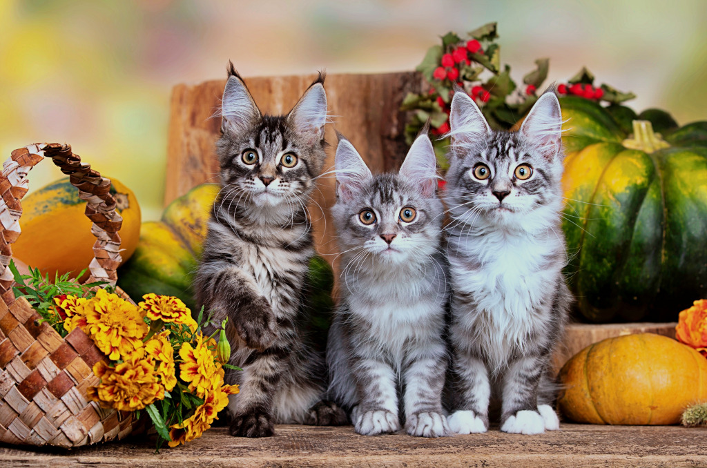 Adorable Maine Coon Kittens jigsaw puzzle in Puzzle of the Day puzzles on TheJigsawPuzzles.com