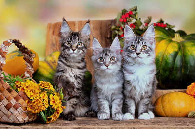 Adorable Maine Coon Kittens