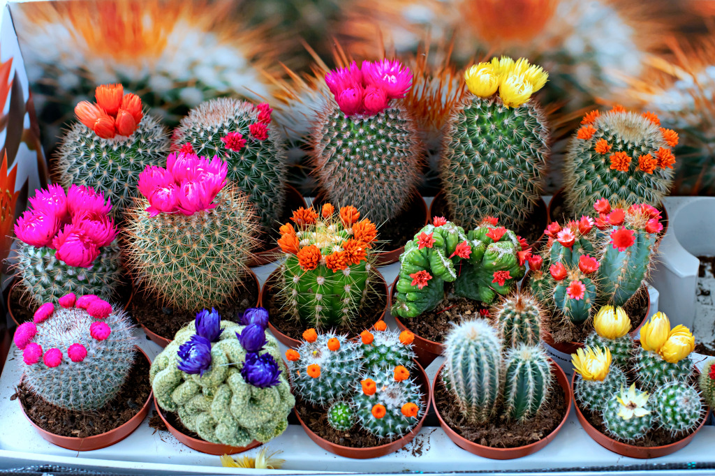 Different Types of Cacti jigsaw puzzle in Flowers puzzles on TheJigsawPuzzles.com