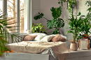 Cozy Bedroom With Indoor Plants