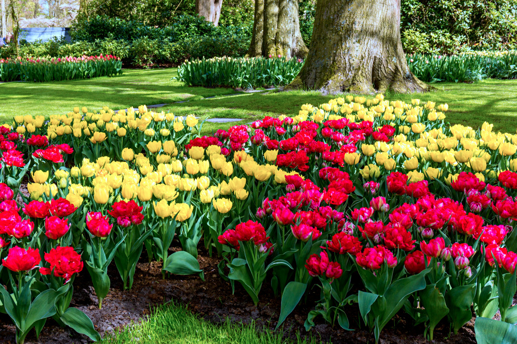 Beautiful Garden of Colorful Flowers jigsaw puzzle in Flowers puzzles on TheJigsawPuzzles.com
