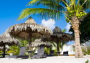 Beach Chairs Under Palm Trees