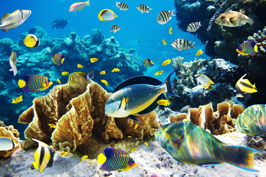 Peixes tropicais em um recife de coral jigsaw puzzle in Oceano puzzles on TheJigsawPuzzles.com