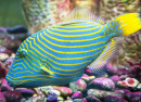 Bright Striped Tropical Fish