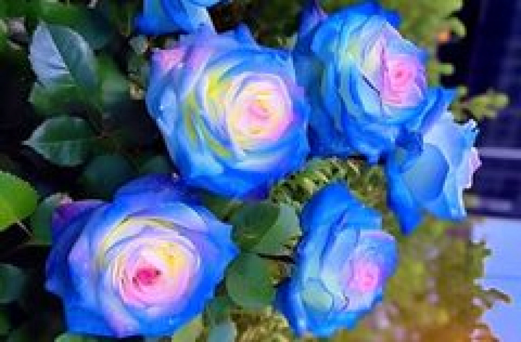 blue roses jigsaw puzzle in Alma Wiles puzzles on TheJigsawPuzzles.com