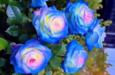 blue roses