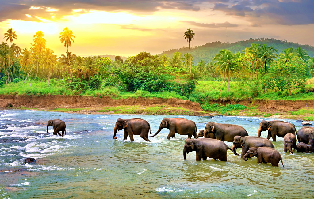 Elephants in the River jigsaw puzzle in Animals puzzles on TheJigsawPuzzles.com