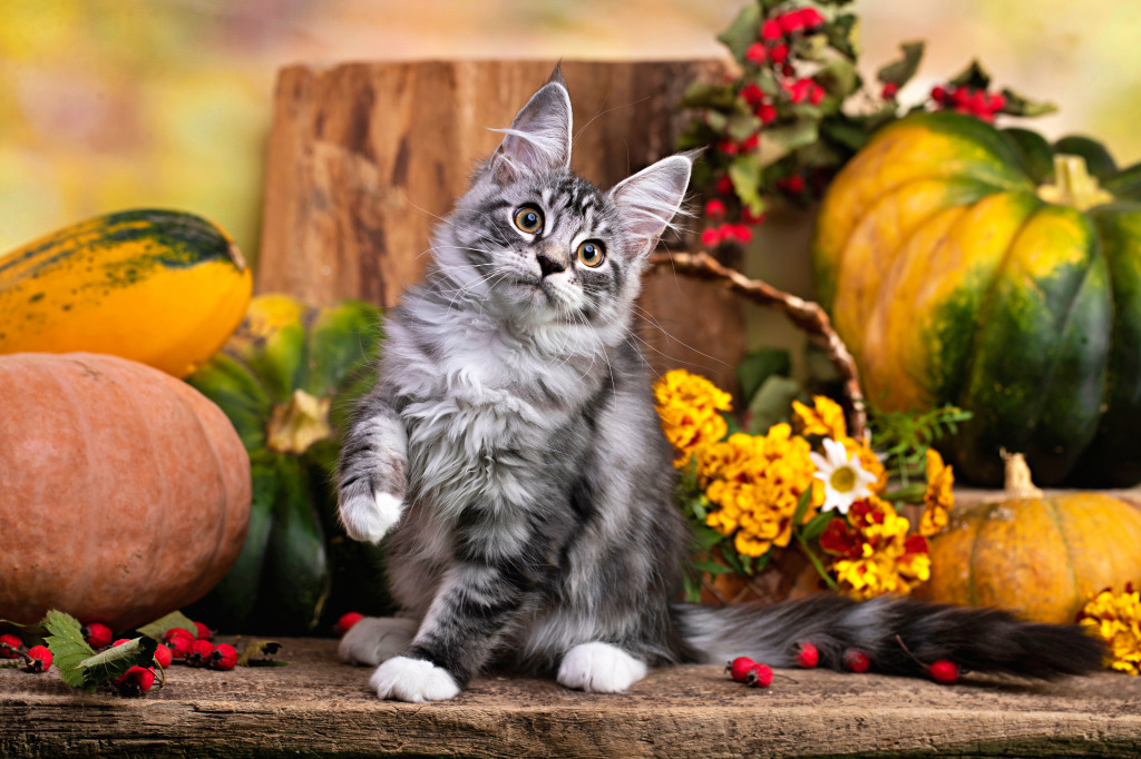 An Adorable Maine Coon Kitten jigsaw puzzle in Animals puzzles on TheJigsawPuzzles.com