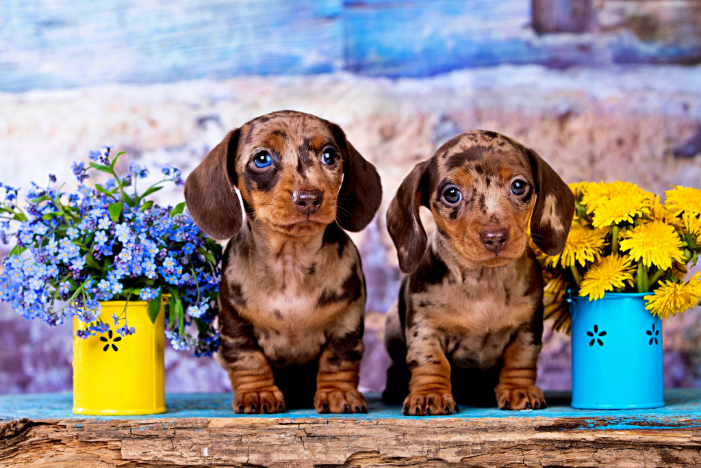 Two Dachshund Puppies jigsaw puzzle in Animals puzzles on TheJigsawPuzzles.com