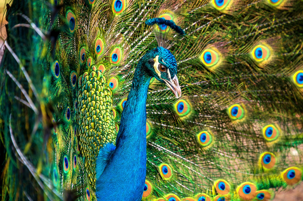 A Male Peacock Showing His Feathers jigsaw puzzle in Animals puzzles on TheJigsawPuzzles.com