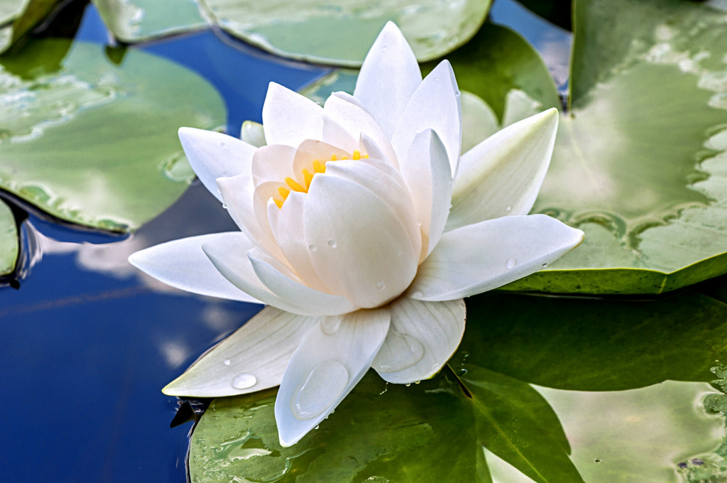 White Lily in the Pond jigsaw puzzle in Flowers puzzles on TheJigsawPuzzles.com