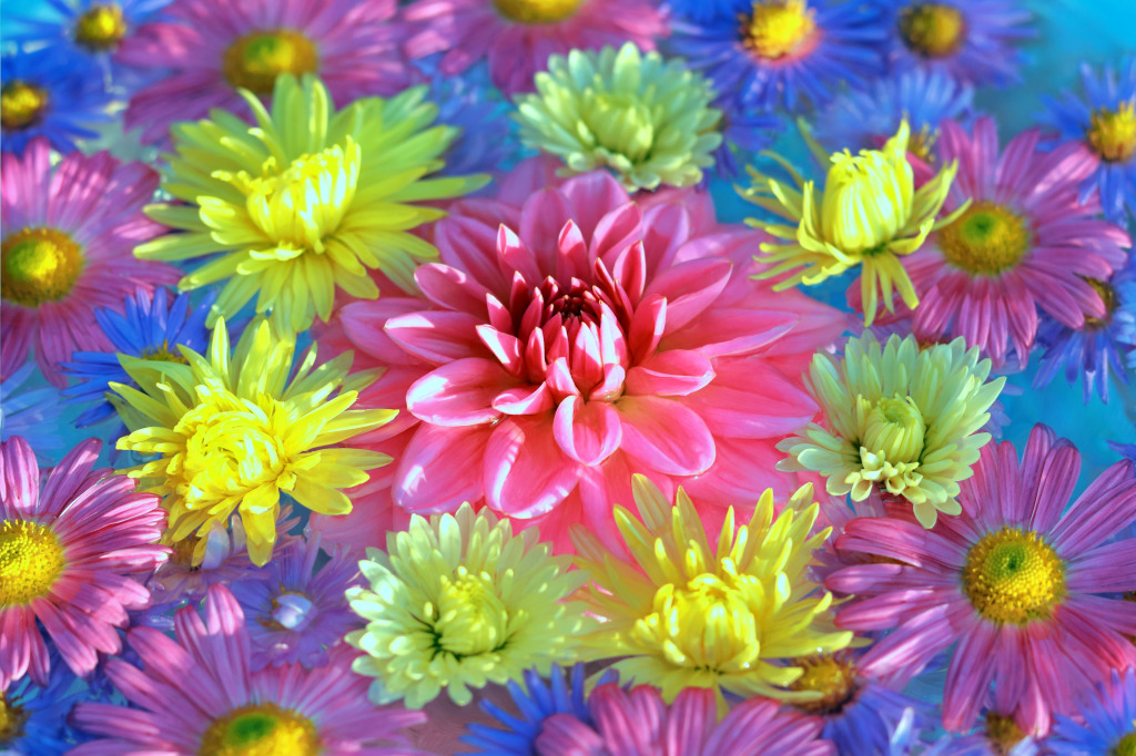 Fleurs de chrysanthème jigsaw puzzle in Fleurs puzzles on TheJigsawPuzzles.com